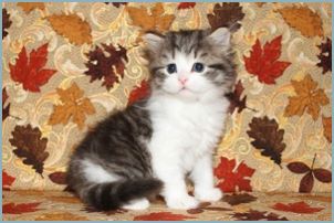 Female Siberian Kitten from Deedlebug Siberians